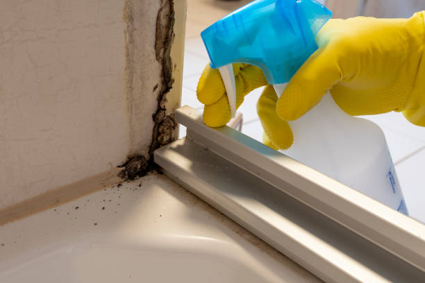 Best Certified Mold Removal  in Holbrook, NY