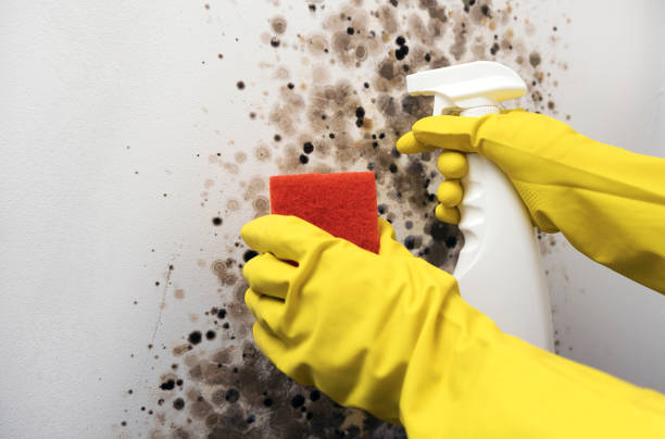 Best Office Mold Removal Services  in Holbrook, NY