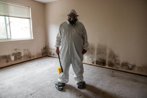 Best Residential Mold Removal  in Holbrook, NY