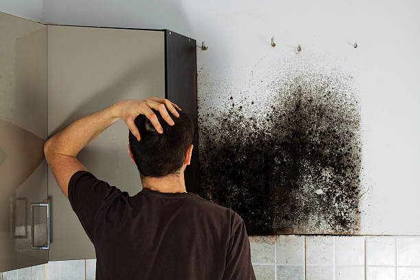 Holbrook, NY Mold Removal Company