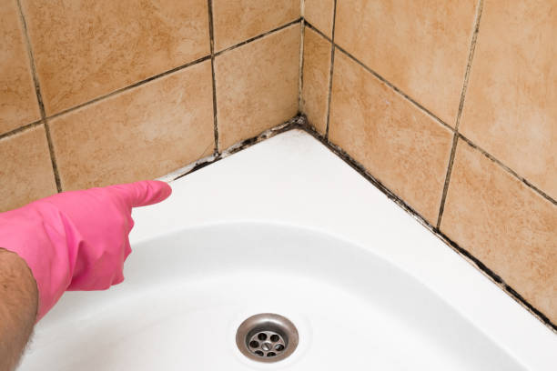 Best Black Mold Removal  in Holbrook, NY