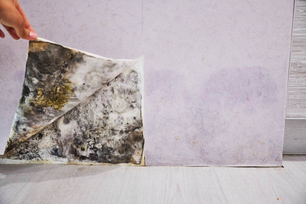 Best Mold Cleaning Services  in Holbrook, NY